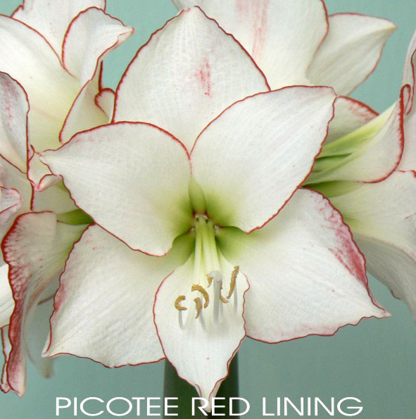 Picotee Red Lining