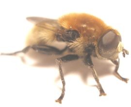 Cibulovka narcisová