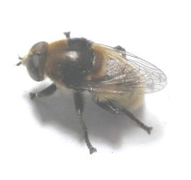 Cibulovka narcisová