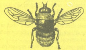 Cibulovka narcisová