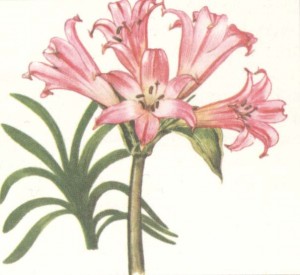 Amaryllis belladonna