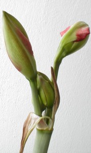 Poupě amaryllis