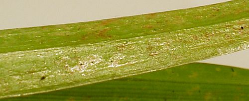 Poškození listu třásněnkami