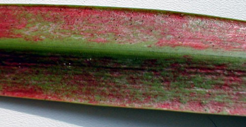 Poškození listu třásněnkami